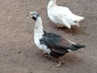 Muscovy Duck