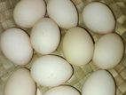 Incubated Eggs
