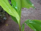 Turmeric Plant