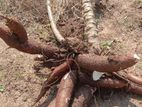මඤ්ඤොක්කා අල