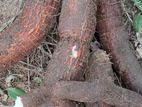 මඤ්ඤොක්කා.