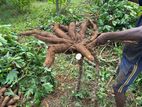 Cassava Wood