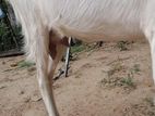 Farm Goat