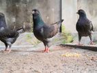 Modena Pigeons
