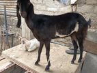 Jamunapari Goat