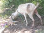 Farm Goat