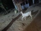 Farm Goat