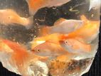 Moli Breeding Pairs