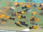 Moli fish