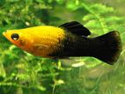 මොලී මසුන්