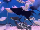 Molly Fish