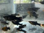 Molly Fish