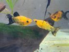 Molly Fish