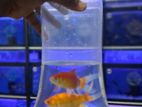 Molly Fish