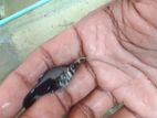Molly Fish
