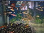 Guppy Fish