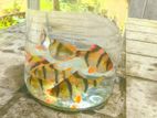 Molly Fish