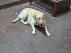 Female Labrador with Puppies