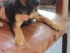 Beagle Puppy