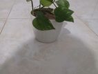 Sunlight Plant
