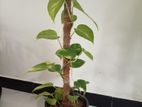 Money Plant