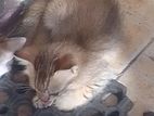 Mongolian Kitten