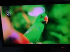 LG Flatron 22 Inch Monitor