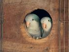 Monk Parakeet Breeding Pair