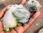 Monk Parakeet Chicks