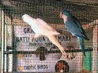 Monk Parakeet Bird