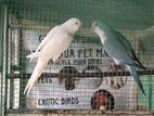 Monk Parakeet Pair