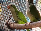 Monk Parakeet