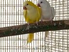 Monk Parakeet Pair