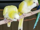 Monk Parrot Chick's