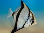 Mono Angel Fish