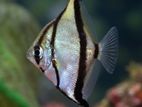 Mono Angel Fish
