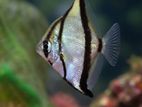 Mono Angel Fish