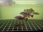 Monoblock Peacock Bass Fish
