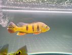 Mono Peacock Bass