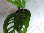 Monstera Adansonii Plant