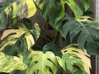 Monstera Deliciosa Aurea (Yellow Monstera)