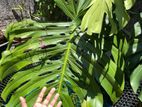 Monstera Deliciosa XL Plant