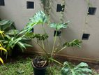 Monstera Plant (මොන්ස්ටෙරා පැළ)