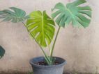 Monstera Plants