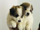 Old Lion Pomeranian Puppies.