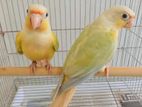 Mooncheek Conures