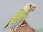 Mooncheek Green Cheek Conure