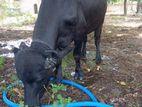 moora bull