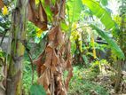 Moratuwa off De Mel Road 10 Perches Rectangular Land for Sale