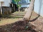 Moratuwa, Rectangular Shaped Bare Land For Sale (NZMS3066)